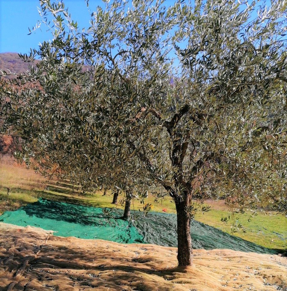 castel_di_tora_agriturismo_la_posta_albero_di_olivo